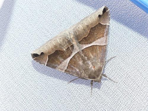 Réf. 305 520 : Dysgonia algira